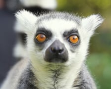 Lemur katta