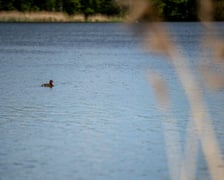 Przywracamy podgorzałkę naturze.