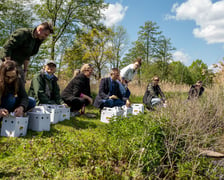 Przywracamy podgorzałkę naturze.