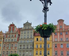 Pelargonie na wrocławskim Rynku
