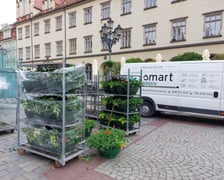 Pelargonie na wrocławskim Rynku