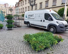 Pelargonie na wrocławskim Rynku