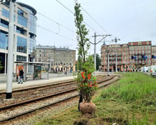 Nasadzenia debów na ul. Drobnera przy pl. Bema we Wrocławiu