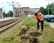 Nasadzenia debów na ul. Drobnera przy pl. Bema we Wrocławiu