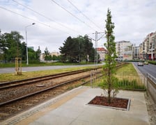 Nasadzenia debów na ul. Drobnera przy pl. Bema we Wrocławiu