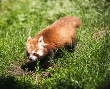 Livi, nowa panda mała we wrocławskim zoo