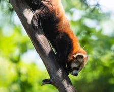 Livi, nowa panda mała we wrocławskim zoo