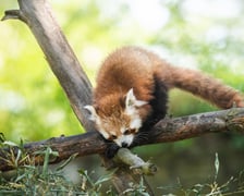 Livi, nowa panda mała we wrocławskim zoo