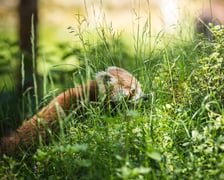 Livi, nowa panda mała we wrocławskim zoo