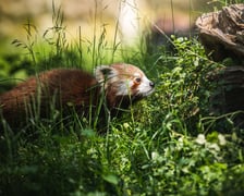 Livi, nowa panda mała we wrocławskim zoo