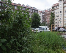 Zieleń na ulicy Daszyńskiego