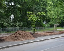 Dęby rosnące wzdłuż ulicy Olszewskiego otrzymują humus i ściółkę