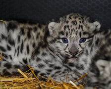 We wrocławskim zoo przyszły na świat pantery śnieżne