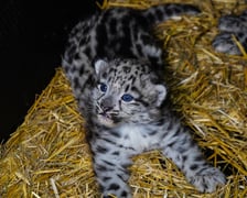 We wrocławskim zoo przyszły na świat pantery śnieżne