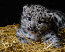 We wrocławskim zoo przyszły na świat pantery śnieżne