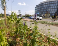 Zazieleniony teren pomiędzy p. Jana Pawła II a ul. Sokolniczą na ul. Legnickiej