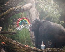 Urodziny szympansicy Kasi