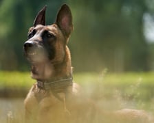 <p><strong>PO PIĄTE: złe narzędzia albo ich brak</strong></p>
<p>Za duże albo za małe szelki. Źle dopasowana obroża. To powoduje, że na spacerze nie mamy odpowiedniej kontroli nad psem. Jeżeli bywa agresywny, a jest w szelkach i podejdziemy z nim do innego psa, to podczas ataku odciągniemy tylko tuł&oacute;w, a głowa i tak zrobi swoje. W takim przypadku obroża jest bezpieczniejsza. Z innych narzędzi - za długa albo za kr&oacute;tka linka czy smycz na spacerze - to wszystko powoduje, że ten pies ma za dużo albo za mało eksploracji. Nie chce chodzić przy nodze, trudno go kontrolować podczas spaceru w mieście. Warto też zwracać uwagę na ż&oacute;łte obroże "Nie podchodź!" - znak, że pies może być agresywny.</p>