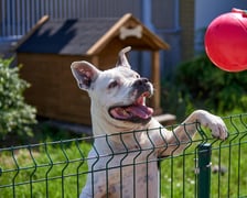 <p>7-letni amstaff Bandziorek do schroniska trafił z interwencji. Miał ogromnego guza na łapce, kt&oacute;ry w schronisku został zoperowany. Bandziorek to radosny psiak, kt&oacute;ry wprost uwielbia ludzi. Nie lubi za to innych obcych ps&oacute;w. Bandzior jest "w sam raz" - lubi poszaleć, ale r&oacute;wnocześnie chętnie pośpi na wygodnym legowisku :)</p>