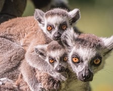 <p>Lemur katta</p>