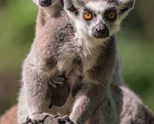 <p>Lemur katta</p>