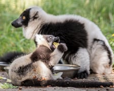 <p>Lemur wari czarno-biały</p>