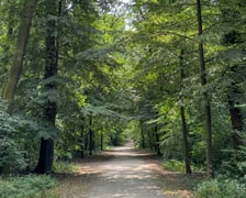 Lasek Oporowski jest pod ochroną. Zyskał status użytku ekologicznego.