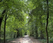 Lasek Oporowski jest pod ochroną. Zyskał status użytku ekologicznego.
