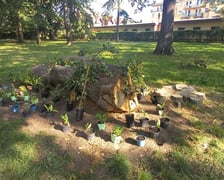 Próchniejąca kłoda w parku Marii Dąbrowskiej została zamieniona w rabatę
