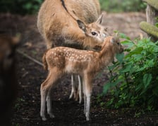 W Zoo Wrocław urodziły się młode milu i oryksy