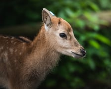 W Zoo Wrocław urodziły się młode milu i oryksy