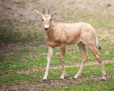 W Zoo Wrocław urodziły się młode milu i oryksy