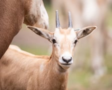 W Zoo Wrocław urodziły się młode milu i oryksy