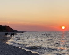 Łosie kąpiące się w Bałtyku przy plaży w Jastarni.