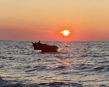 Łosie kąpiące się w Bałtyku przy plaży w Jastarni.