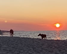 Łosie kąpiące się w Bałtyku przy plaży w Jastarni.