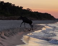 Łosie kąpiące się w Bałtyku przy plaży w Jastarni.