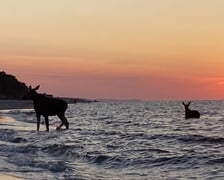 Łosie kąpiące się w Bałtyku przy plaży w Jastarni.