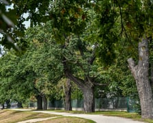 We Wrocławiu powstaje mapa koron drzew