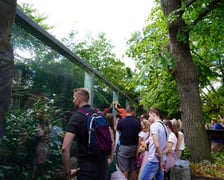 Międzynarodowy Dzień Pantery Mglistej we wrocławskim zoo
