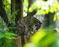 Międzynarodowy Dzień Pantery Mglistej we wrocławskim zoo