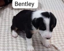 <p><strong>Bentley</strong></p>