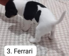 <p><strong>Ferrari</strong></p>
<p>- Proszę przemyśleć swoją decyzję o adopcji, czy faktycznie są Państwo gotowi na nowego członka rodziny i czy macie takie możliwości, ponieważ rodzina od czasu podpisania umowy rezerwacyjnej, godzi się na utrzymanie swojego pieska w domu tymczasowym, tzn. zamawia dla niego podkłady oraz wskazaną karmę - dodaje Małgorzata Kowal-Luber.</p>