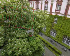 kasztanowiec na dziedzińcu Ossolineum