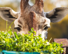 Praca w zoo wymaga odpowiedniego przygotowania