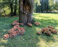 Flagowiec Olbrzymi w parku Szczytnickim we Wrocławiu