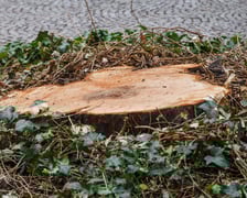 Dziedziniec Ossolineum, na którym rósł ponad stuletni kasztanowiec