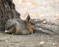 Mary patagońskie z wrocławskiego zoo