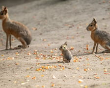 Mary patagońskie z wrocławskiego zoo