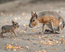 Mary patagońskie z wrocławskiego zoo